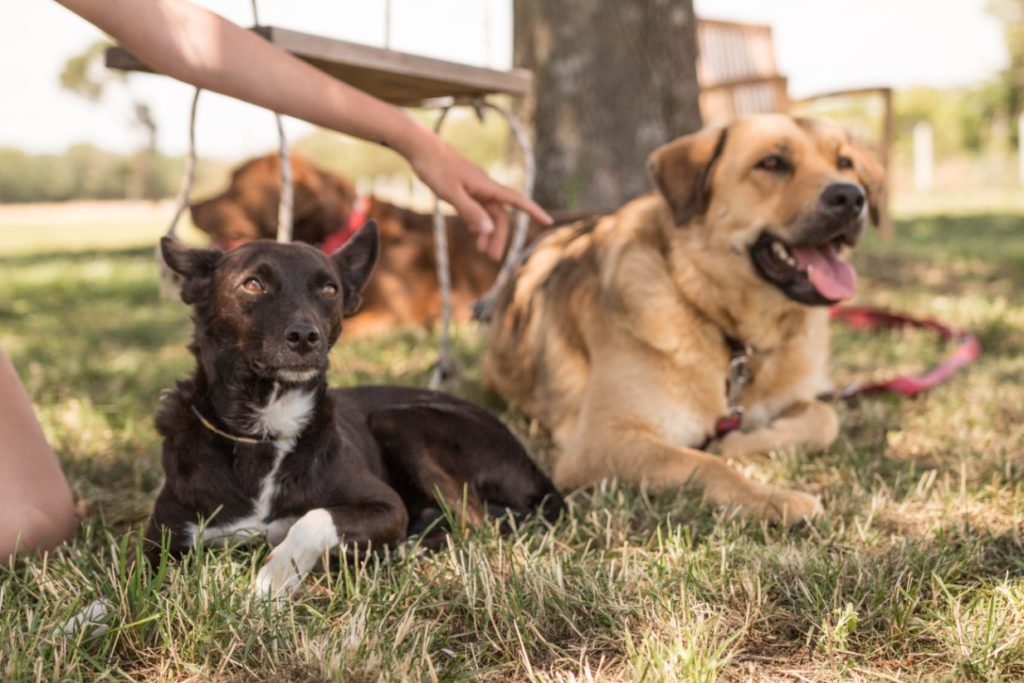 Zwei Hunde liegen nebeneinander