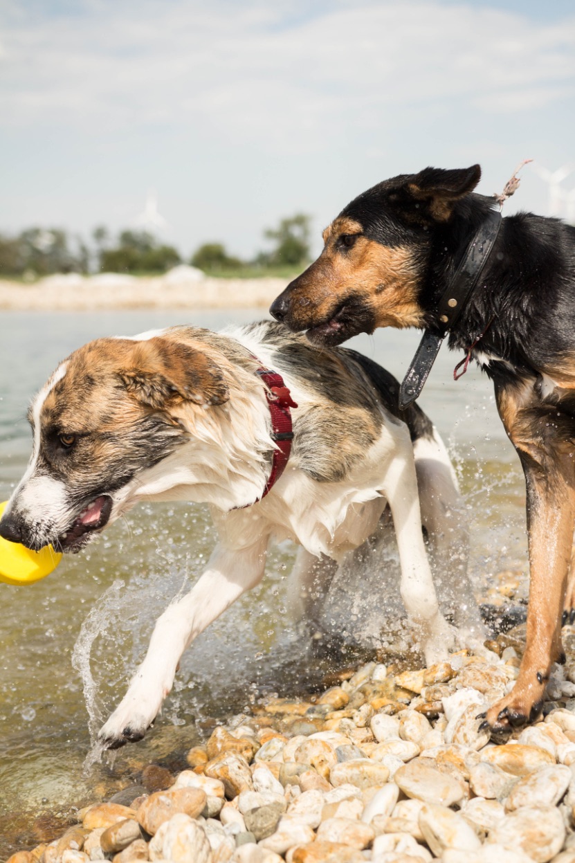 Zwei Hunde spielen im Wasser