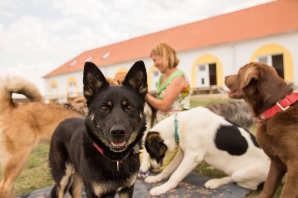 Hund mit aufgestellten Ohren