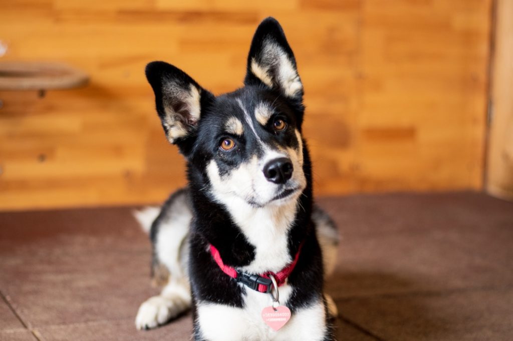 Hund wartet auf Futter