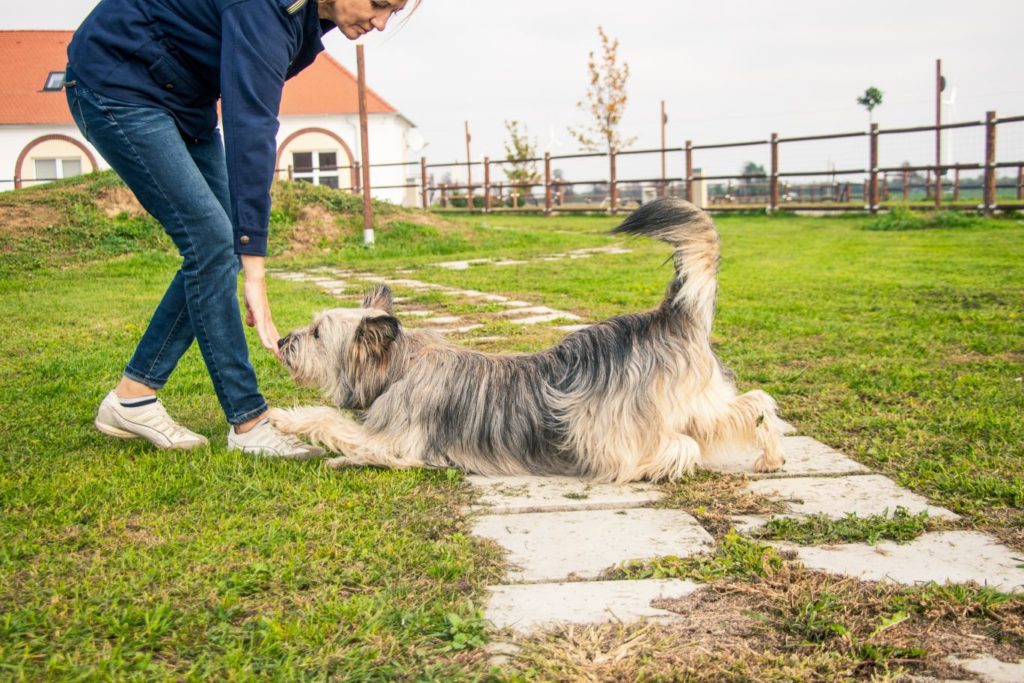 Hund spielt am Parcour