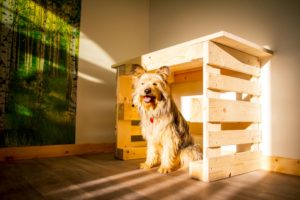 Hund unter Tisch im Hundezimmer