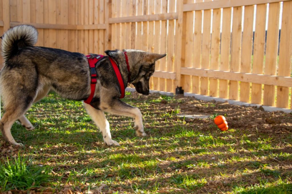 Hund beim Spielen 2