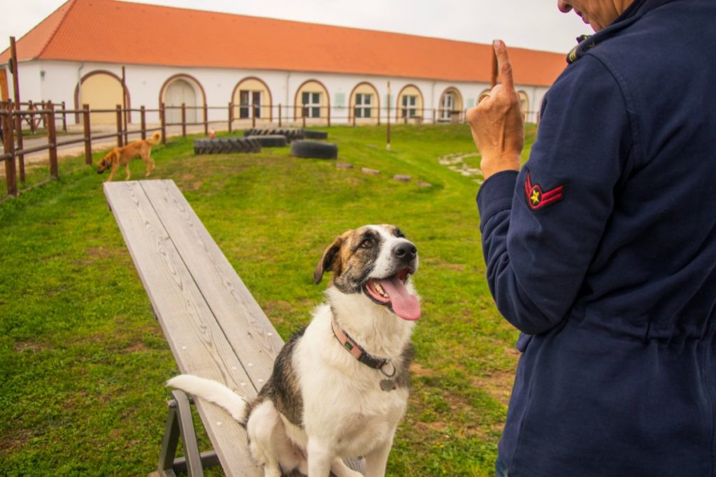 Hund beim Training 2