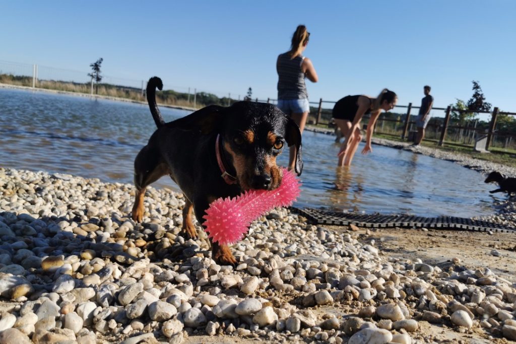 Hund im Hundeschwimmteich