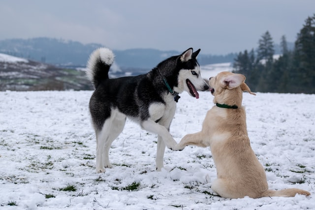 Hund und Husky