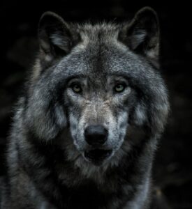 Wolf Blog Titel Bild