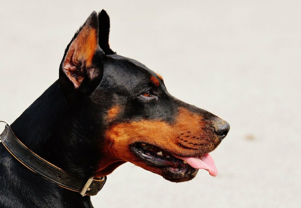 Dobermann