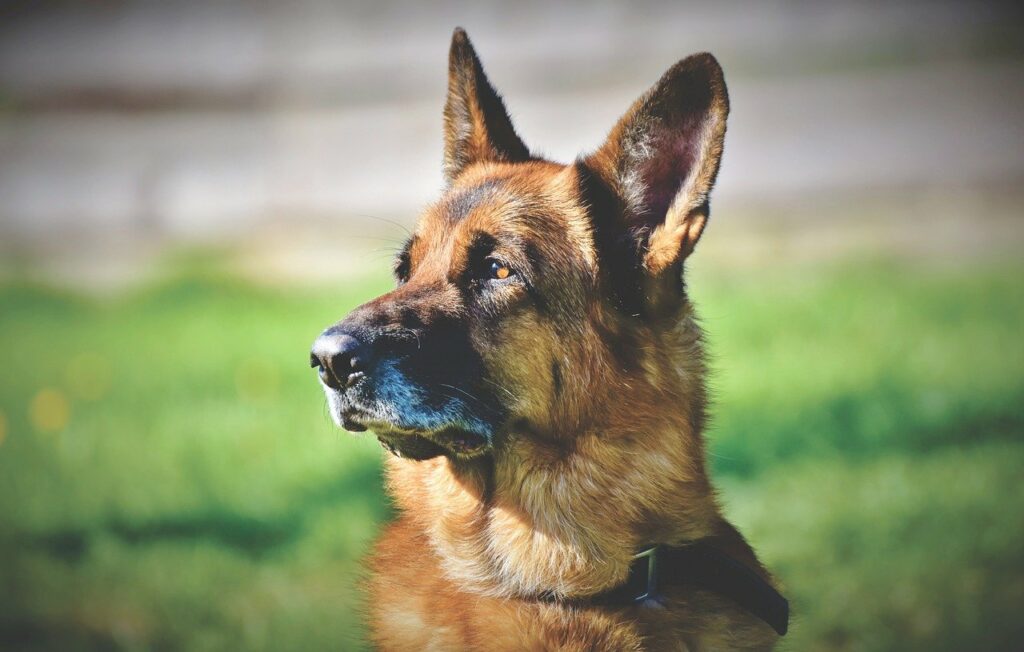 Deutscher Schäferhund