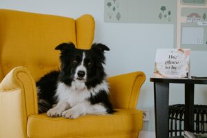 Hund sitzt auf Couch