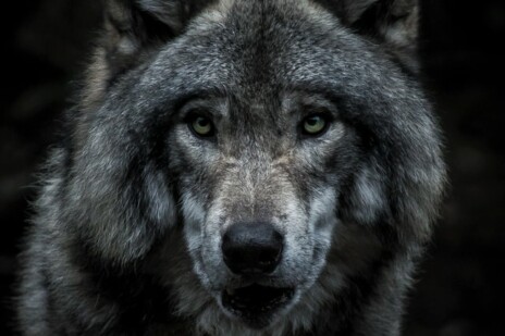Wolf Blog Titel Bild